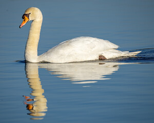 Fototapeta premium a majestic white swan on water with reflection