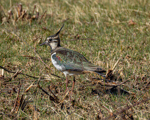 lapwing (Vanellus vanellus) resting on the green grass
