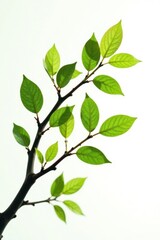 Obraz premium Isolated branches with leaves on white background, branch, organic