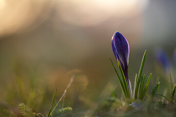 Krokusy otulone wiosennym światłem słonecznym