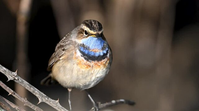 bluethroat on branch