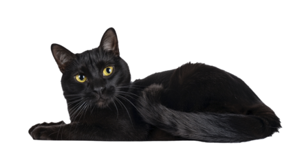 Chill Black Cat Lying Down with Sassy Look on Transparent Background