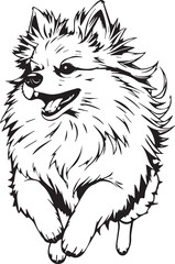 German Spitz. Hand drawn vector illustration	