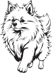 German Spitz. Hand drawn vector illustration	