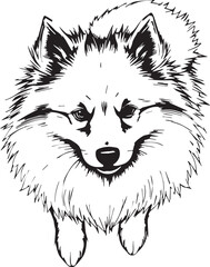 German Spitz. Hand drawn vector illustration	