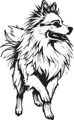 German Spitz. Hand drawn vector illustration	