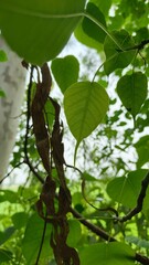 The leaves of Paper mulberry tree serve as nutritious fodder, nourishing livestock with their rich protein content.
