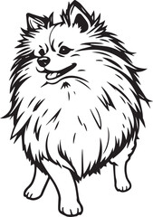 German Spitz. Hand drawn vector illustration	