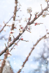 Trees bloom snow spring. Selective focus.