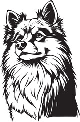German Spitz. Hand drawn vector illustration	