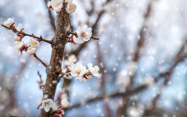 Trees bloom snow spring. Selective focus.