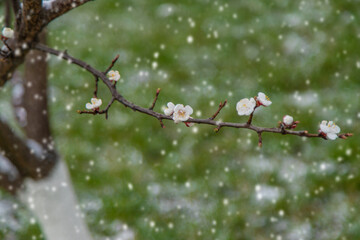 Trees bloom snow spring. Selective focus.