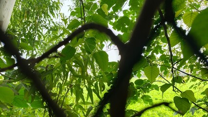 The bark of Paper mulberry tree is a historical treasure, traditionally used for making fine-quality paper.
