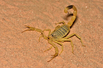 Closeup of the Arabian yellow Deathstalker scorpion Leiurus macroctenus from Oman, photographed in...