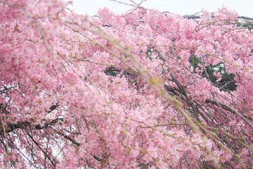 Serene and vibrant image of a blooming tree with delicate pink blossoms against a soft, cloudy spring backdrop.  Essence of seasonal beauty and tranquility, peaceful and calming visual experience