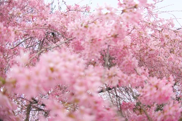 Fototapete Krankenhaus Serene and vibrant image of a blooming tree with delicate pink blossoms against a soft, cloudy spring backdrop.  Essence of seasonal beauty and tranquility, peaceful and calming visual experience  © Darya