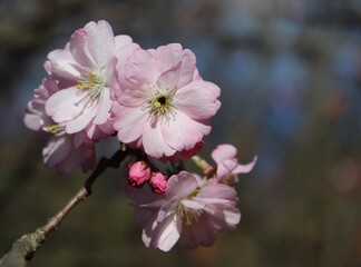 Cherry blossoms. Branches with pink flowers on the background of a spring garden. Beautiful natural background. Flowers in close-up. Delicate petals. Landscape. Spring time. Colorful background. macro