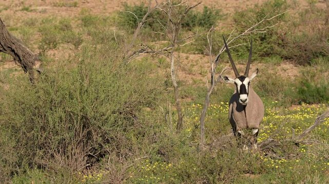 Gemsbok  or South African oryx (Oryx gazella) at,Kgalagadi Transfrontier Park, Northern Cape. South Africa.
