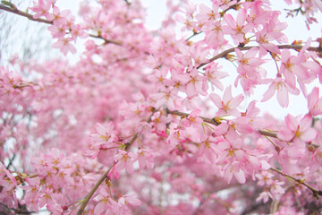 Serene and vibrant image of a blooming tree with delicate pink blossoms against a soft, cloudy spring backdrop.  Essence of seasonal beauty and tranquility, peaceful and calming visual experience