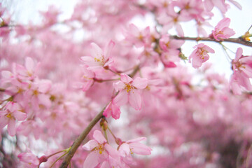 Obraz premium Serene and vibrant image of a blooming tree with delicate pink blossoms against a soft, cloudy spring backdrop. Essence of seasonal beauty and tranquility, peaceful and calming visual experience