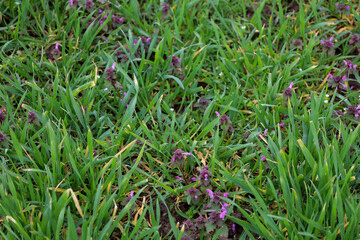 Close-up of green grass sprouting through moist soil, among which small flowering plants of purple dead-nettle (Lamium purpureum) with purple inflorescences are scattered.