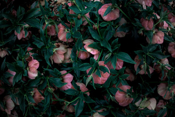 Beautiful close-up of Helleborus orientalis (Lenten rose) in bloom, showcasing delicate, nodding flowers, perfect for gardening, nature, spring-themed content