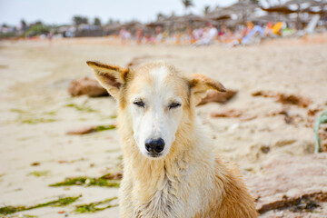 Fototapeta premium A dog close up. An abandoned dog on a sandy beach with damp fur and weary expression, reflecting its situation. Dog's solitude in the human world