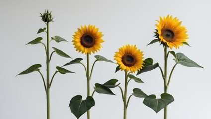 Obraz premium Sunflower plant set against a white background, showcasing growth stages.