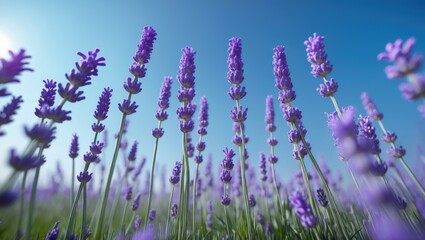 Fototapeta premium Sunlight closeup of a lavender field beneath a blue sky with sun rays for a banner design. Zen nature creates a peaceful, bright floral garden from a low point of view. Idyllic summer flowers symbo...