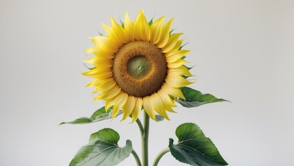 Obraz premium Sunflower alone on a background. Sun symbol. Yellow flowers, agriculture. Seeds and oil. Flat lay, overhead view.