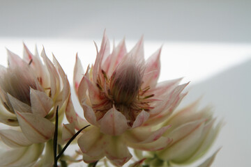 Obraz premium Fresh pink serruria flowers 