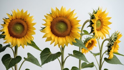 Fototapeta premium Sunflower separated against a white background