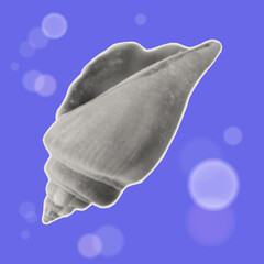 Sea life, seashell, underwater. Shell in sea, ocean or aquarium. Coastal wildlife, tropical conch. Contemporary collage art. Vector illustration.