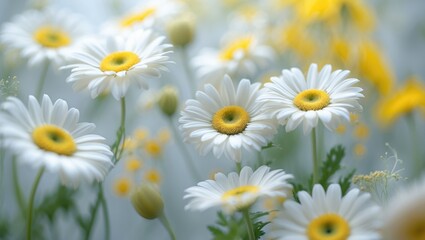 Fototapeta premium Daisy macro view love plant white vegetation summer nature experience wild journey background scene plants yellow natural earth gold fresh perfect sunlight wilderness landscape story golden beautif...