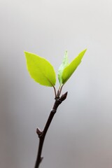 Regenerative Agriculture Insights Minimalist Macro of Vibrant Apple Tree Bud Emerging - Sustainable Growth Visualization for Eco-Conscious Orchard Innovation