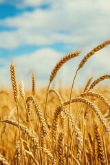 Fototapeta premium Golden Harvest Horizons Regenerative Agriculture and Climate-Smart Wheat Cultivation - Sustainable Food Systems Visual for Global Food Security Narratives