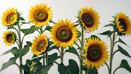 Fototapeta premium Sunflower detached on a white background
