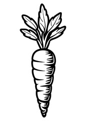 Black and White Carrot Illustration for Design Projects and Coloring Books.carrot, illustration line art.illustration of a black carrot without background.