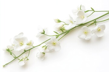 A delicate sprig of white flowers with green stems on a clean white background in a minimalist style