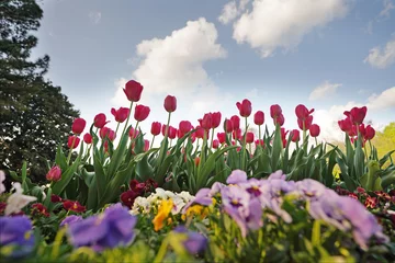 Gordijnen Spring flowers in bloom at the azalea gardens park in Raleigh North Carolina © zimmytws