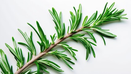 Fototapeta premium Twig of rosemary, set against a white background.