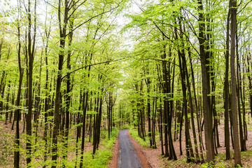 Beautiful spring forest landscape, fresh green leaves on trees, spring in deciduous forest.
