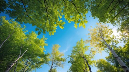 Fototapeta premium An upward view of the sky, highlighting the crowns of lush green trees set against a clear blue backdrop. Sunlight streams through the foliage, fostering a tranquil and calm ambiance.