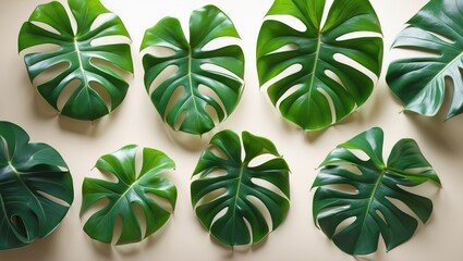 Vast array of fresh monstera leaves situated on an isolated background with available copy space and clipping path.