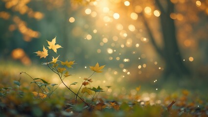 bokeh effects in autumn woods