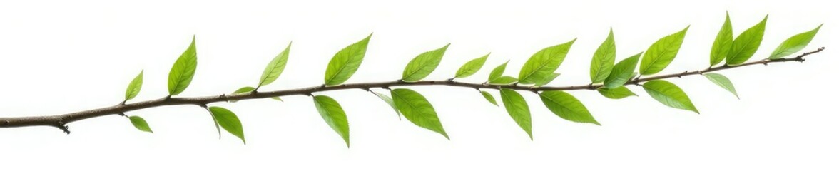 Thin tree branch isolated on white background, foliage, green