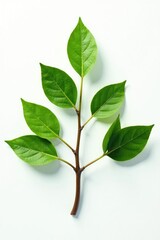 Three branches forming a triangular shape on a white background with a subtle shadow effect, foliage, nature, triangle