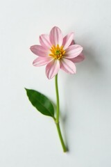 Tiny flower isolated against a plain white surface, emphasizing its small size and details, botanical, floral