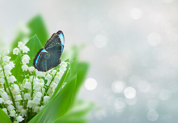 lilly of the valley flowers on gray bokeh, spring scene with butterflies and copy space