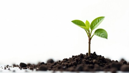 Tiny tree seedling, delicate branches, stark white backdrop , leaves, ecology